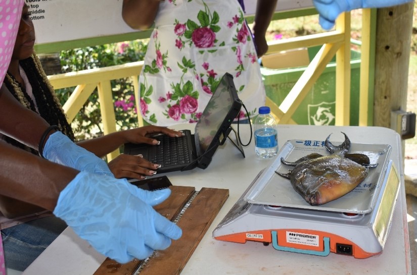 Biological Data Collection in Anguilla 10