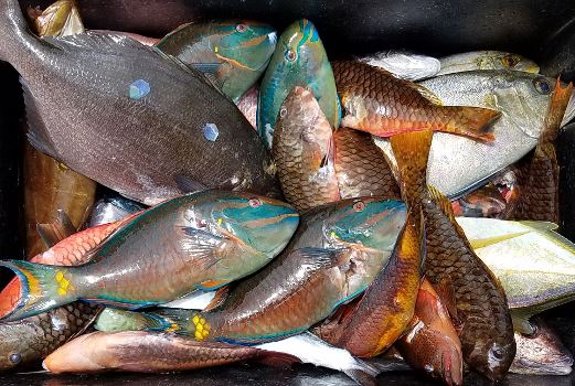FishCatch