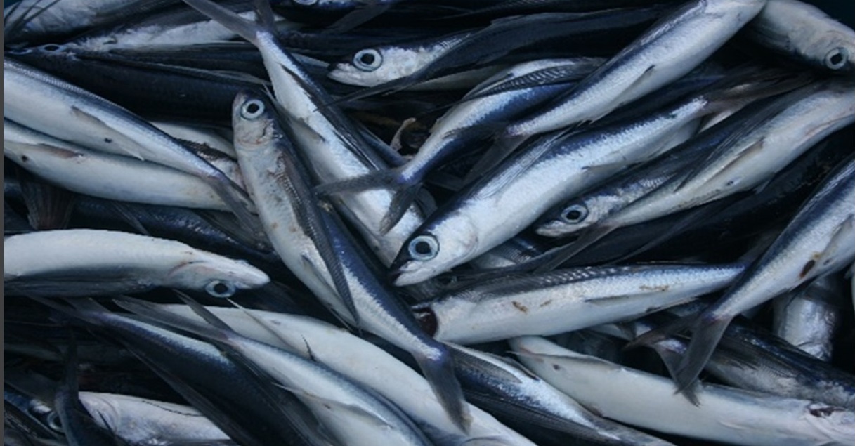Flyingfish