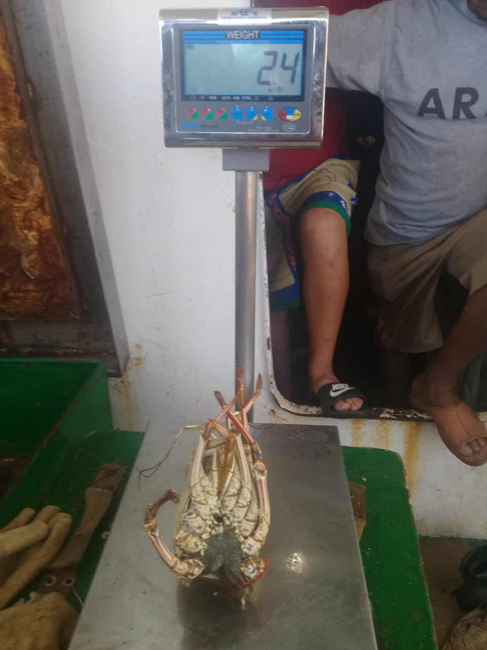 Jamaica illegal foreign vessels - illegal catch