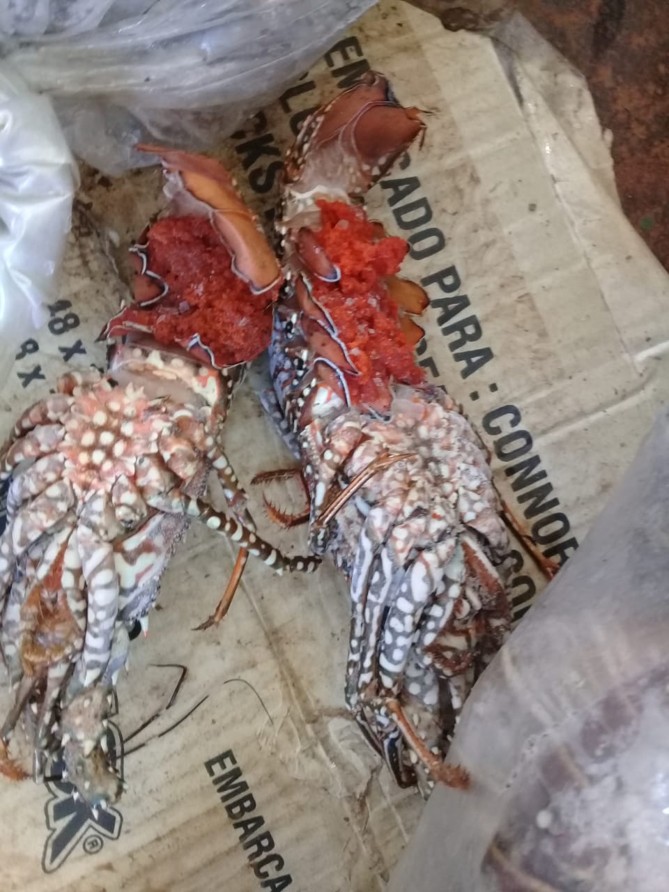 Jamaica illegal foreign vessels - illegal catch - berried lobsters