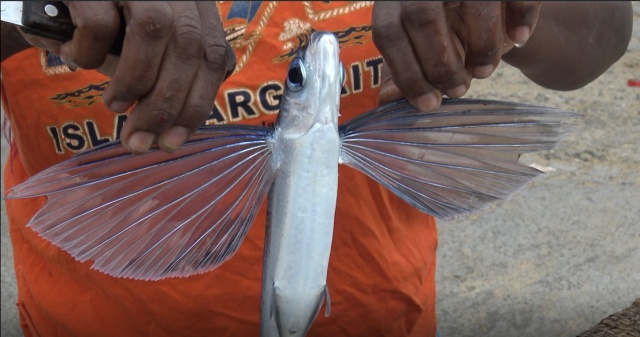 Long wing span of the flyingfish