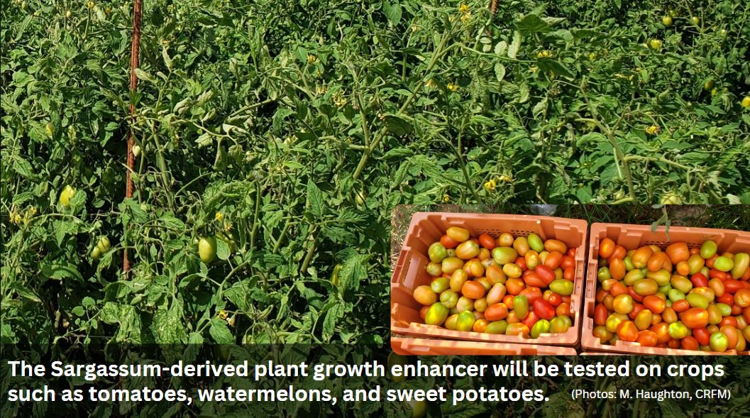 Sargassum-derived plant growth enhancer can be used to grow vegetables