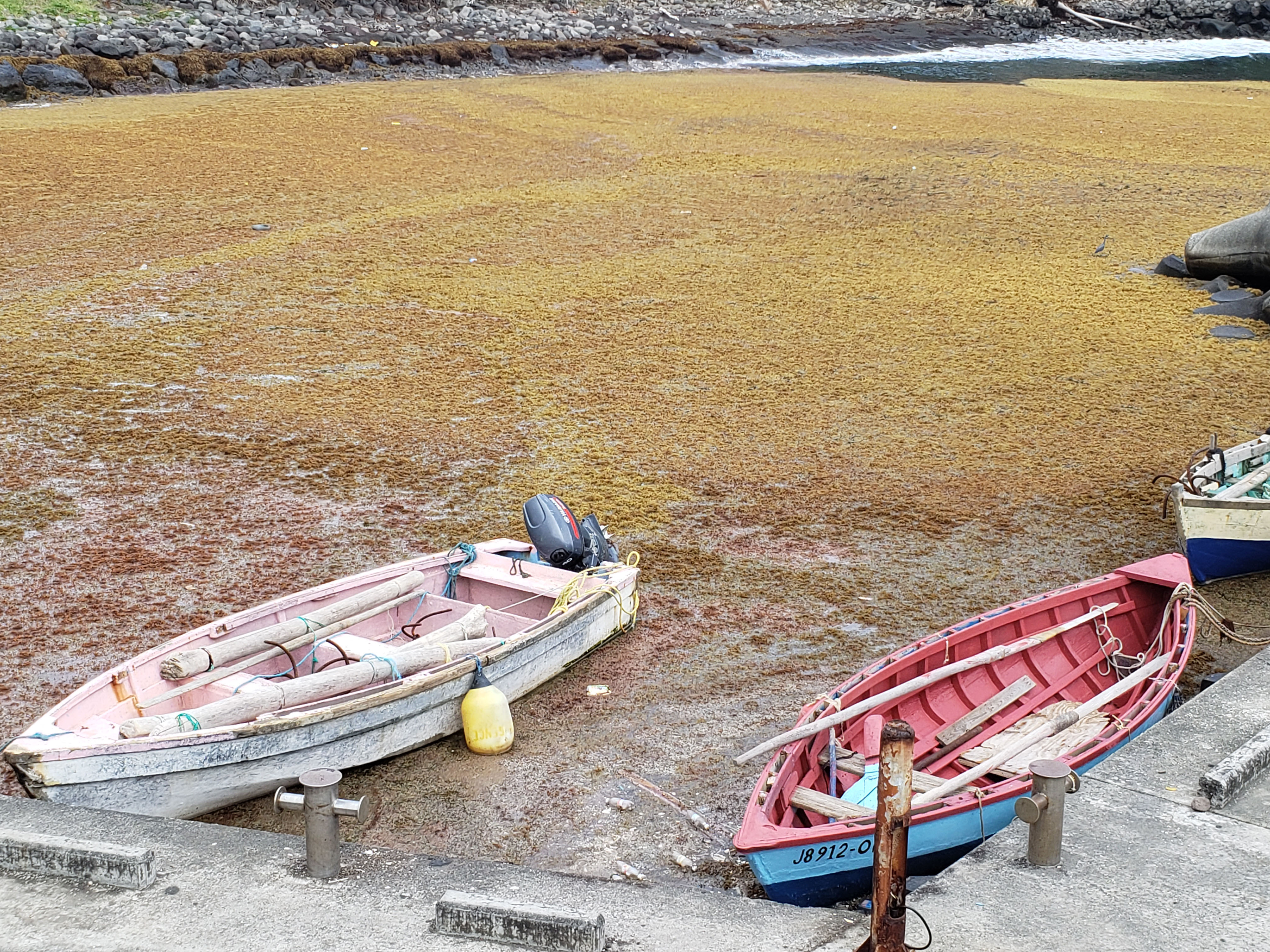 Sargassum inundation -- seen here in Saint Vincent and the Grenadines -- continues to affect countries across the Caribbean
