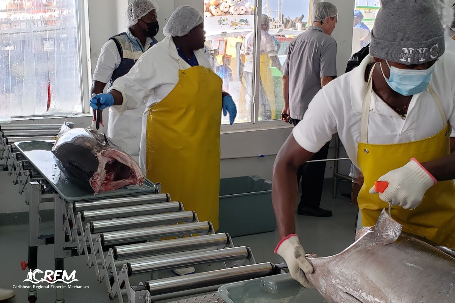 Tuna processing in Barbados