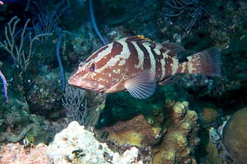 grouper