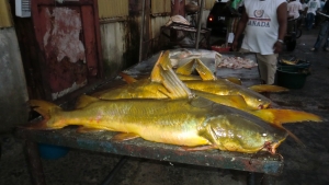 Handsome catch in Guyana