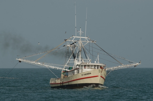 Technical experts give thumbs up for management review of seabob (shrimp) trawl fisheries of Guyana and Suriname