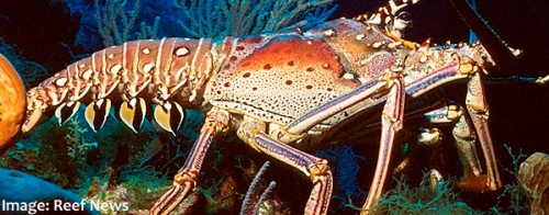 High-level meeting of Caribbean Fisheries Ministers to be held in Grenada