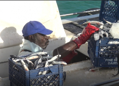 Technical experts discuss updated plan for Eastern Caribbean flyingfish fishery