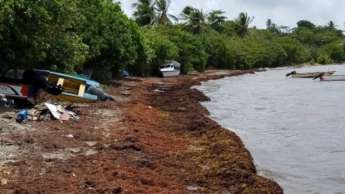 Huge masses of Sargassum have inundated beaches in Barbados. Here, at Oistins, in the central part of the island, a major clean-up operation was being undertaken to remove the unsightly algae. 