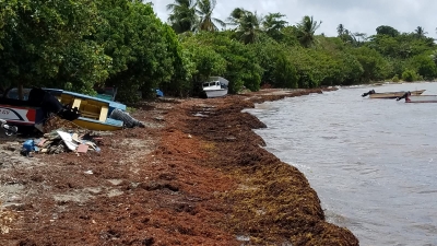 Huge masses of Sargassum have inundated beaches in Barbados. Here, at Oistins, in the central part of the island, a major clean-up operation was being undertaken to remove the unsightly algae. 