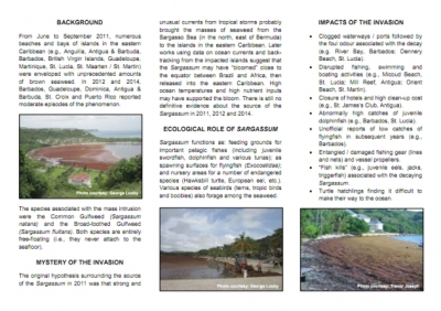 Sargassum Seaweed Invasion: What, Why and What we can do?