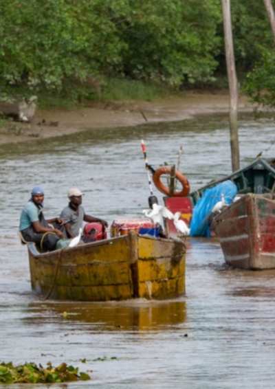 CRFM Continental Shelf Fisheries Working Group and FISH4ACP collaborate on Atlantic seabob shrimp assessment