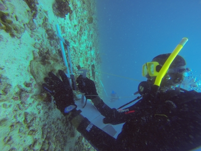 Conch Assessment undertaken in CRFM States through ACP Fish II