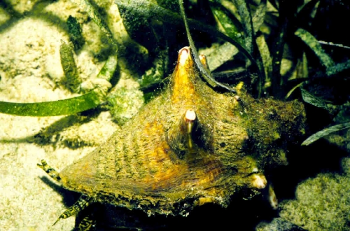 Queen Conch Underwater Survey